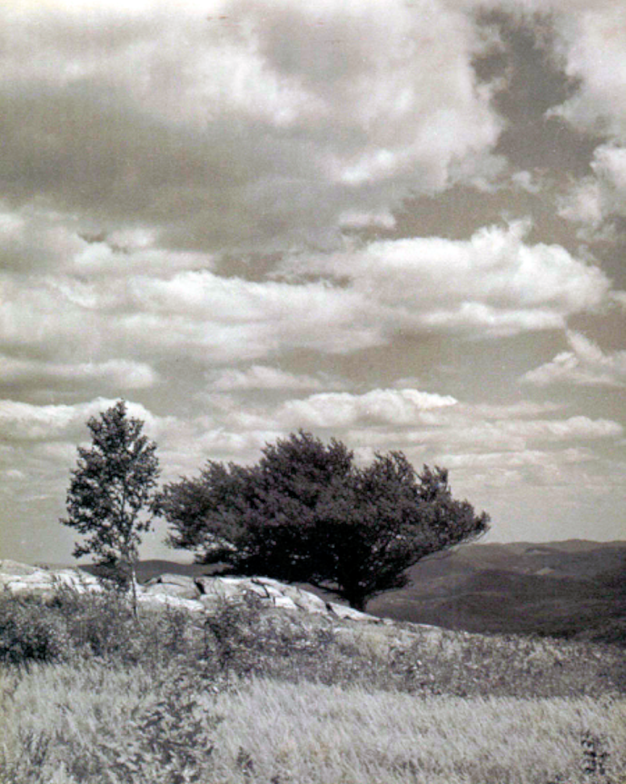 The young birch tree looking north
