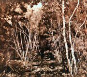 Woods