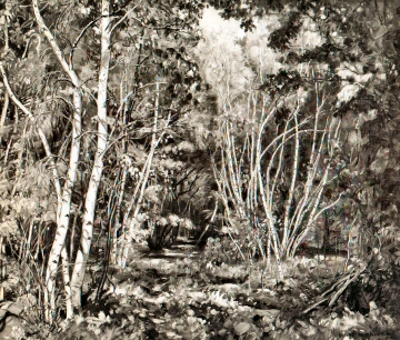 Birch Woodland