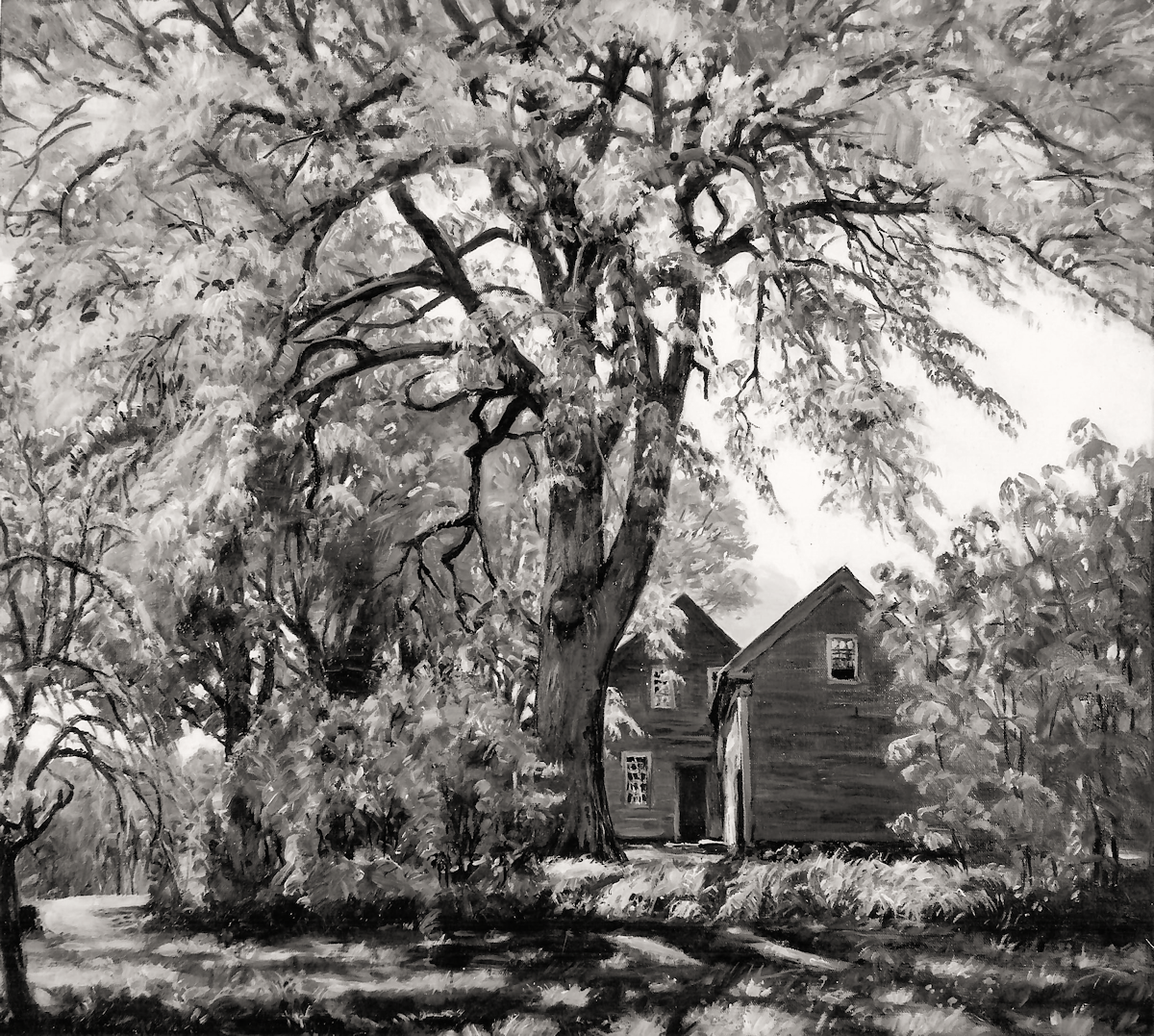 Dooryard Elm