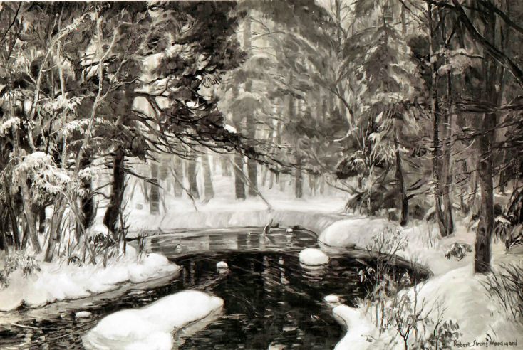 Evening Woodland