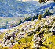 Mountain Laurel