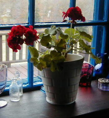 Mr. Woodward's favorite plant, the geranium