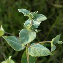 Mountain Mint