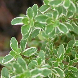 Thyme