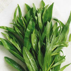 TARRAGON