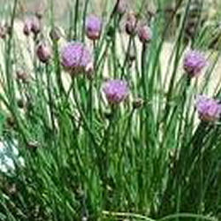 Chives