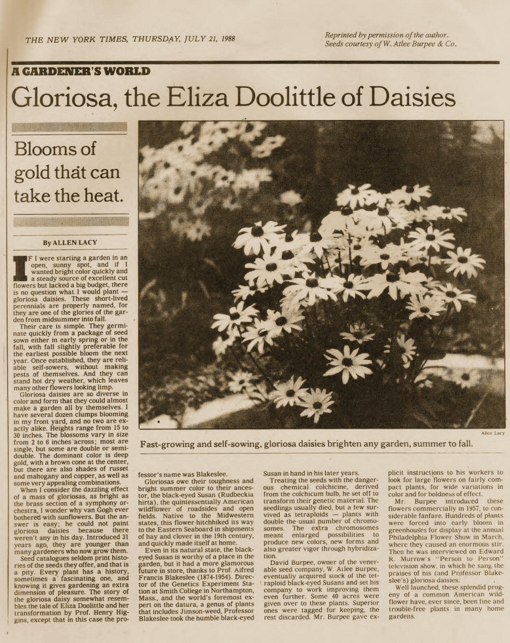 New York Times article about The Gloriosa Daisy, July 21, 1988  