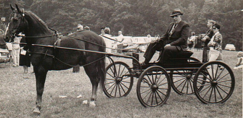 Fabian driving one of Dr. Boyden's horses. 