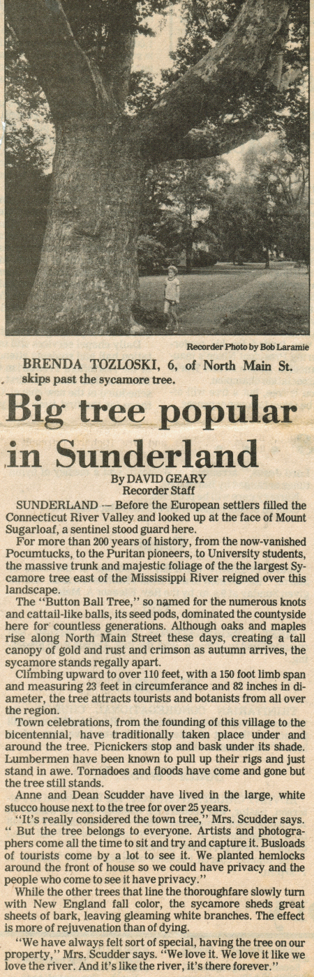 Greenfield Recorder clipping about the Sycamore Tree in Sunderland MA