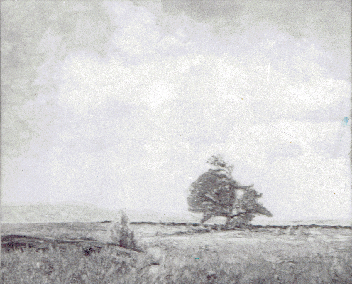 Unnamed: Pasture Friends  High Resolution