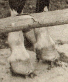 This leather strap of bells was attached to Trigger's harness. 