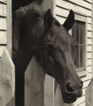 Trigger looking out the door from his stall 